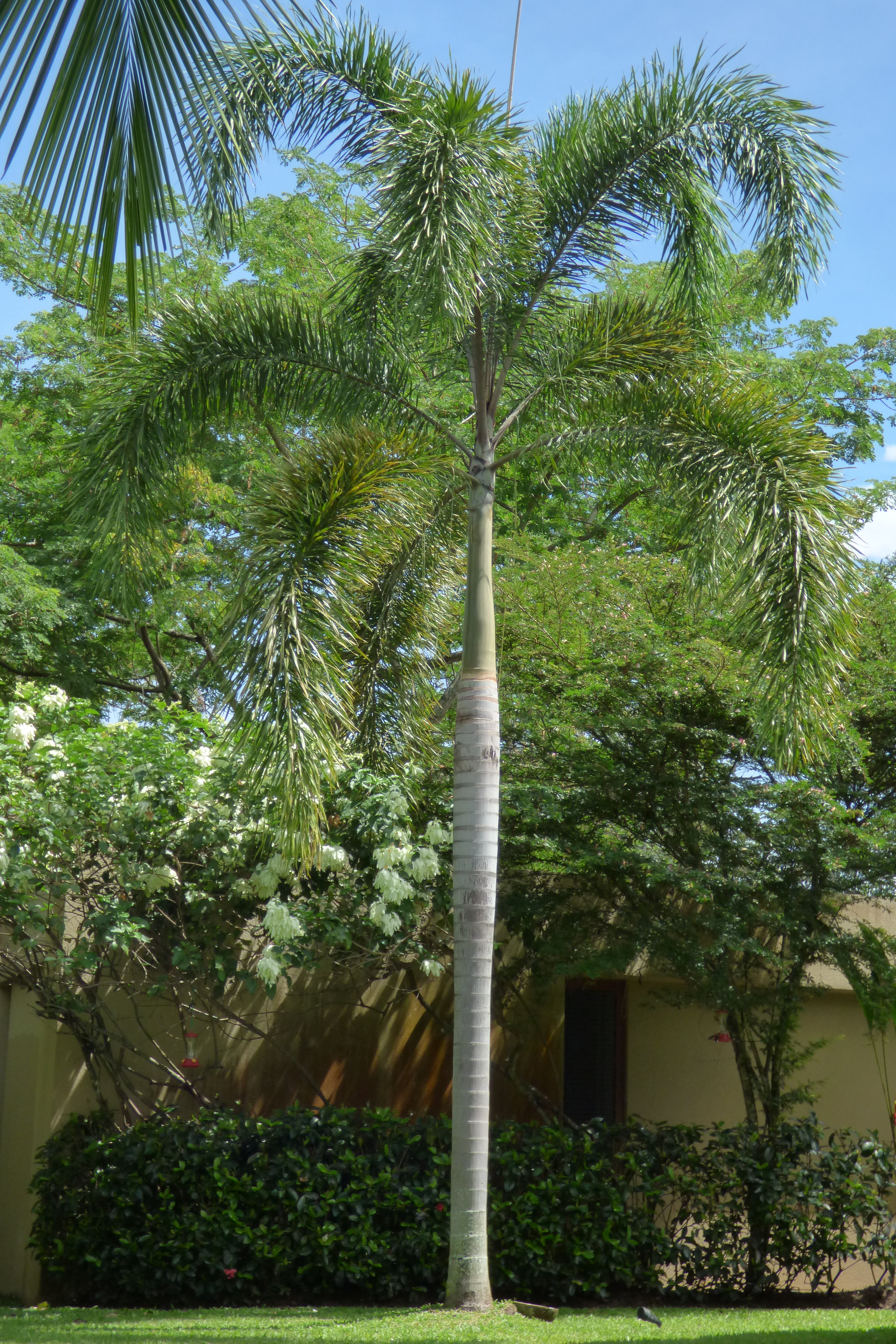 Mature Roystonea regia (royal palm) in a landscape setting, showing the full grey trunk, green crownshaft and complete crown.