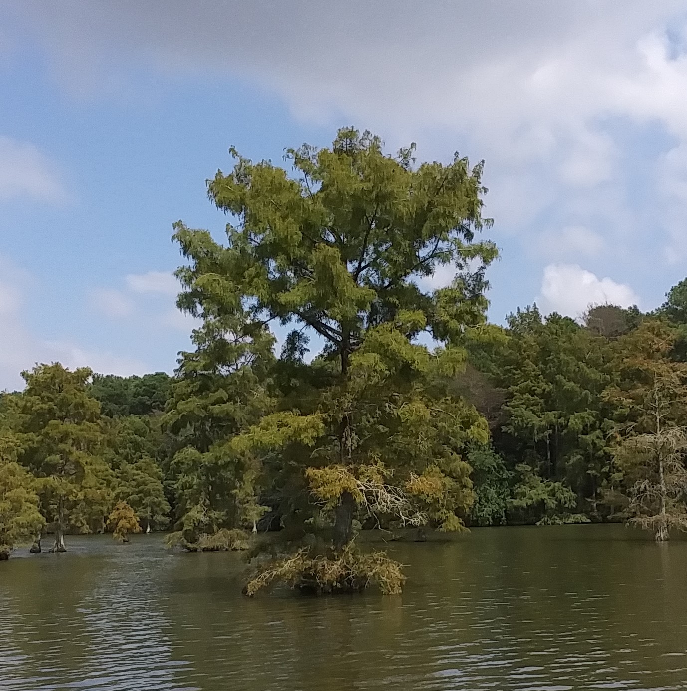 Mature bald cypress (Taxodium distichum) at a lake edge showing overall habit